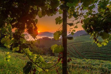 Txakoli vineyards at sunrise, Cantabrian sea in the background, Getaria in Basque Country, Spain clipart