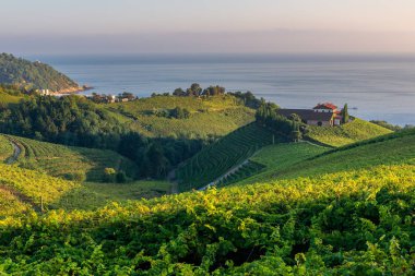 Txakoli üzüm bağları Cantabria deniz arka planda Getaria Bask ülke, İspanya