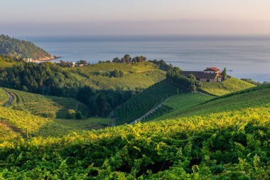 Txakoli vineyards with Cantabrian sea in the background, Getaria in Basque Country, Spain clipart