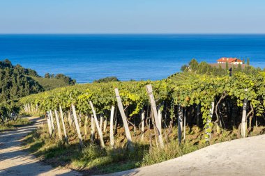 Txakoli vineyards with Cantabrian sea in the background, Getaria in Basque Country, Spain clipart