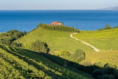 Txakoli üzüm bağları Cantabria deniz arka planda Getaria Bask ülke, İspanya