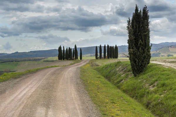Paisagem Toscana Perto San Quirico Orcia Com Colinas Verdes Ciprestes — Fotografia de Stock