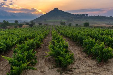 Bağ ile Davalillo Kalesi olarak arka plan, La Rioja, Spain