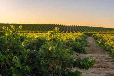 Vineyard at Rioja Alavesa, Basque Country, Spain clipart