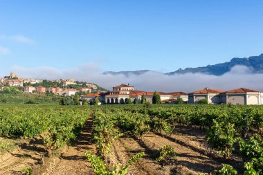 Bağ ile Laguardia şehir olarak arka plan, Rioja Alavesa, İspanya