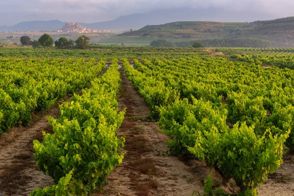 Weinberg Mit San Vicente Sonsierra Hintergrund Rioja Spanien — Stockfoto