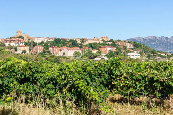 Vinhedo Com Cidade Laguardia Como Fundo Rioja Alavesa Espanha — Fotografia de Stock