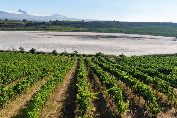 Vinha Lago Carralogrono Rioja Alavesa País Basco Espanha — Fotografia de Stock