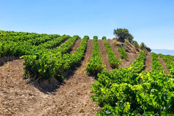 Vineyard Rioja Alavesa Basque Country Spain — Stock Photo, Image