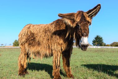 Poitou donkey at Re Island, France clipart
