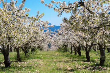 Kiraz çiçekleri, Caderechas Vadisi, İspanya