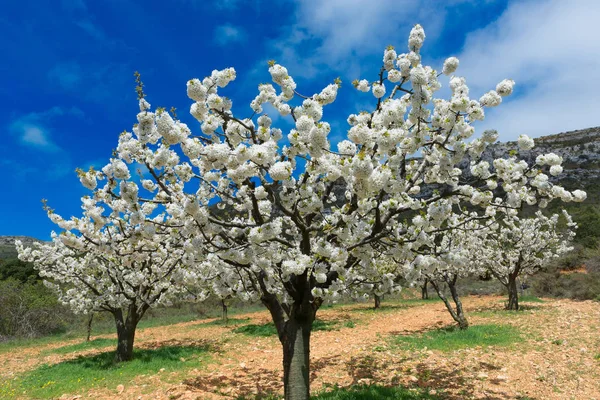 Kiraz Çiçekleri Caderechas Vadisi Spanya — Stok fotoğraf