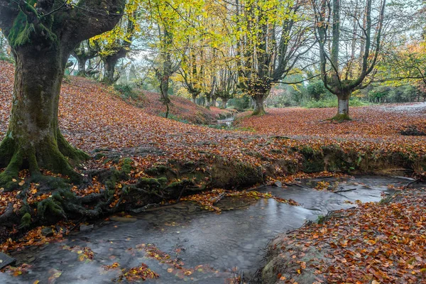 Bosque Haya Otzarreta Parque Natural Gorbea País Vasco España — Foto de Stock