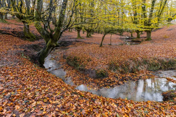 Otzarreta Kayın Ormanı Gorbea Tabiat Parkı Bask Ülkesi Spanya — Stok fotoğraf