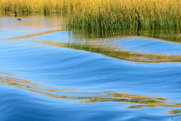 Caña Las Orillas Del Lago Titicaca Perú — Foto de Stock