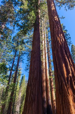 Mariposa Grove, Yosemite Ulusal Parkı, Kaliforniya, Amerika Birleşik Devletleri