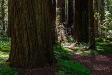 Kurucu Korusu Humboldt Redwoods State Park, Kaliforniya, Amerika Birleşik Devletleri