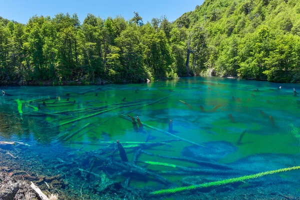 Lac Arc Ciel Dans Parc National Conguillio Chili — Photo