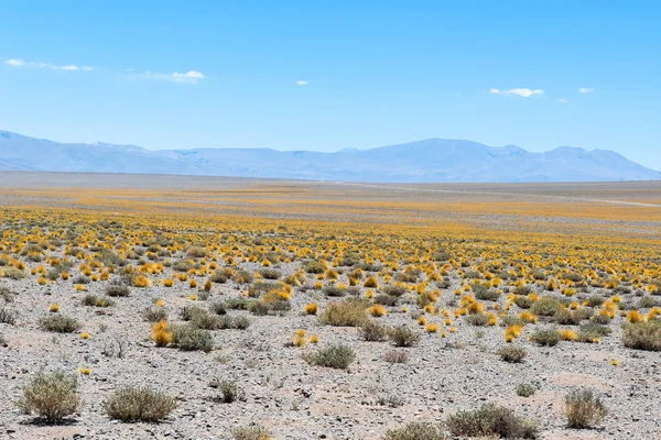 Puna Travní Porosty Suchá Puna Argentina — Stock fotografie