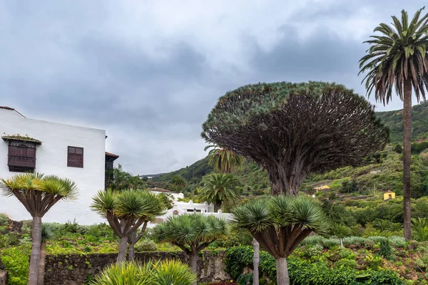 Vecchio Millenario Albero Del Drago Icod Los Vinos Isola Tenerife — Foto Stock