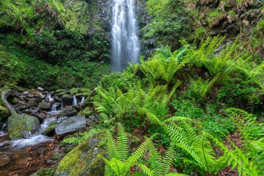 Belaustegi kayın ormanı şelalesi, Gorbea Doğal Parkı, Vizcaya, İspanya