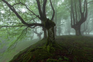 Belaustegi kayın ormanı, Gorbea Doğal Parkı, Vizcaya, İspanya