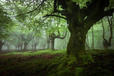Belaustegi kayın ormanı, Gorbea Doğal Parkı, Vizcaya, İspanya