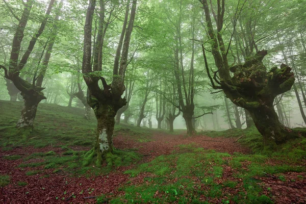 Belaustegi Buk Las Gorbea Natural Park Vizcaya Hiszpania — Zdjęcie stockowe