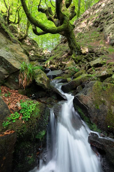 Belaustegi Beech Forest Gorbea Natural Park Vizcaya Spanje — Stockfoto