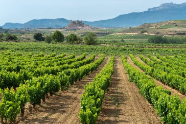 Arka plan olarak San Vicente de la Sonsierra köyü ile yaz aylarında Üzüm Bağları, La Rioja, İspanya