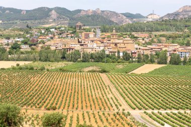 Arka plan olarak Brinas köyü ile yaz aylarında Üzüm Bağları, La Rioja, İspanya