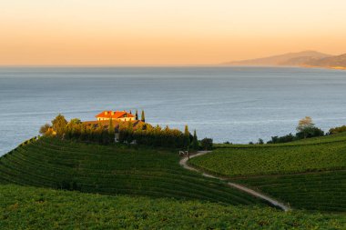 Txakoli white wine vineyards with the Cantabrian sea in the background, Getaria, Spain clipart