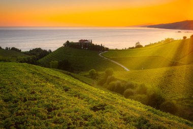 Txakoli white wine vineyards at sunrise, Cantabrian sea in the background, Getaria, Spain clipart