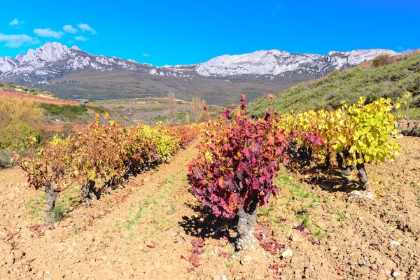 Wijngaard Rioja Alavesa Baskenland Spanje — Stockfoto