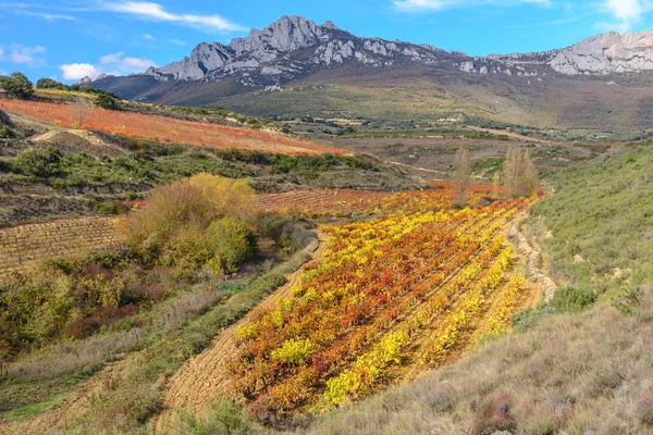 Vinhedo Rioja Alavesa País Basco Espanha — Fotografia de Stock