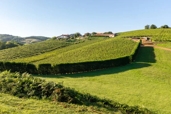 Txakoli Viñedos Vino Blanco Getaria País Vasco España — Foto de Stock