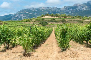 Vineyard in summer at Rioja Alavesa, Basque Country, Spain clipart