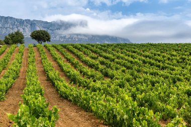 Yaz aylarında Rioja Alavesa'da üzüm bağı, Bask Ülkesi, İspanya