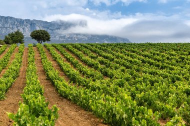 Vineyard in summer at Rioja Alavesa, Basque Country, Spain clipart