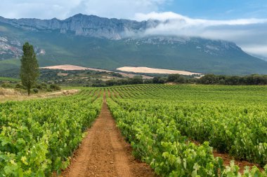 Vineyard in summer at Rioja Alavesa, Basque Country, Spain clipart