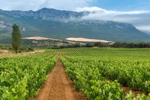 Nyári Szőlőbirtok Rioja Alavesa Ban Basque Országban Spanyolországban — Stock Fotó