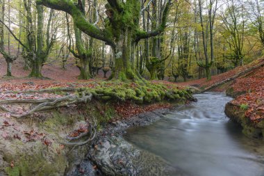 Sonbaharda Otzarreta kayın ormanı, Gorbea Tabiat Parkı, Vizcaya, İspanya