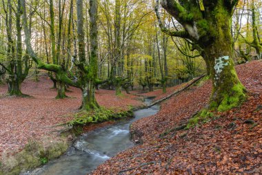 Sonbaharda Otzarreta kayın ormanı, Gorbea Tabiat Parkı, Vizcaya, İspanya