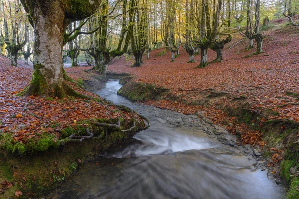 Faggeta Otzarreta Autunno Parco Naturale Gorbea Vizcaya Spagna — Foto Stock