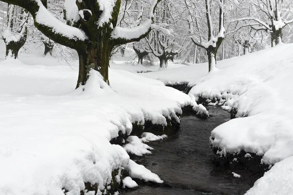 Otzarreta Beech Forest Winter Gorbea Natural Park Vizcaya Spain — Stock Photo, Image