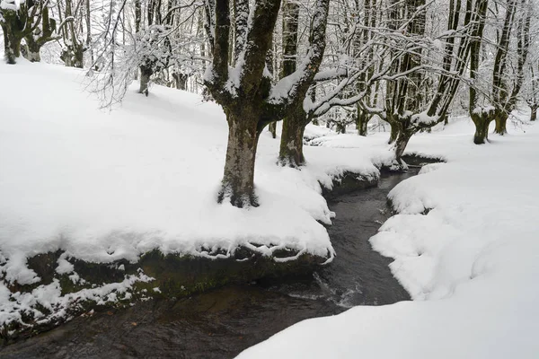 Otzarreta Beech Forest Vintern Gorbea Natural Park Vizcaya Spanien — Stockfoto