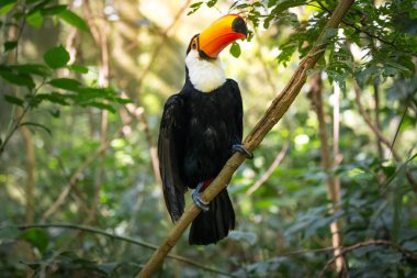 Büyük kuş kafesi içinde renkli toucan
