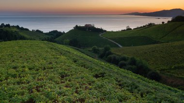 Arkasında Cantabrian denizi olan Txakoli beyaz şarap bağları, Getaria, İspanya