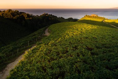 Txakoli white wine vineyards with the Cantabrian sea in the background, Getaria, Spain clipart