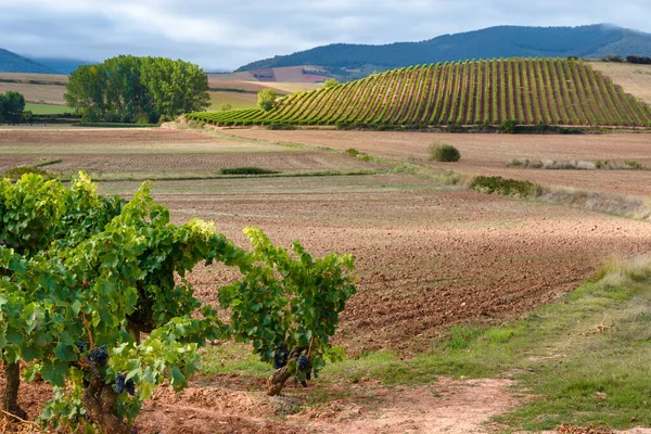 Viñedos Con Cordillera Demanda Como Telón Fondo Rioja España — Foto de Stock
